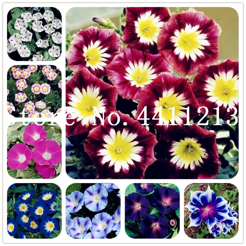 

Big Sale! 200Pcs/Bag Rare Color Star Petunia Bonsai plant seeds Flower Garden And Patio Potted Plant Morning Glory Flowers Ornamental Bonsai