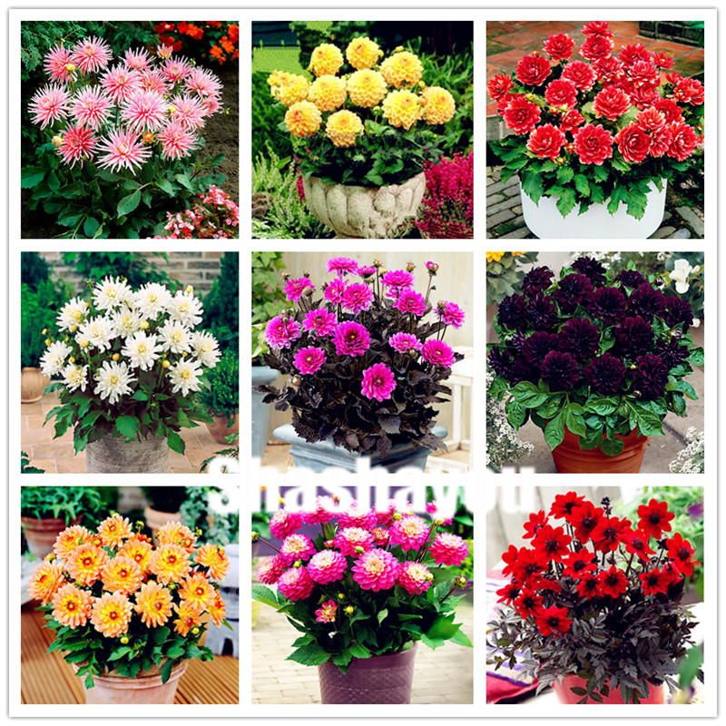 

300 pcs Dahlia Bonsai seeds Chinese Rare Flower Beautiful Perennial Indoor Or Outdoor Flowers Plant For Home Garden Ornamental Plants