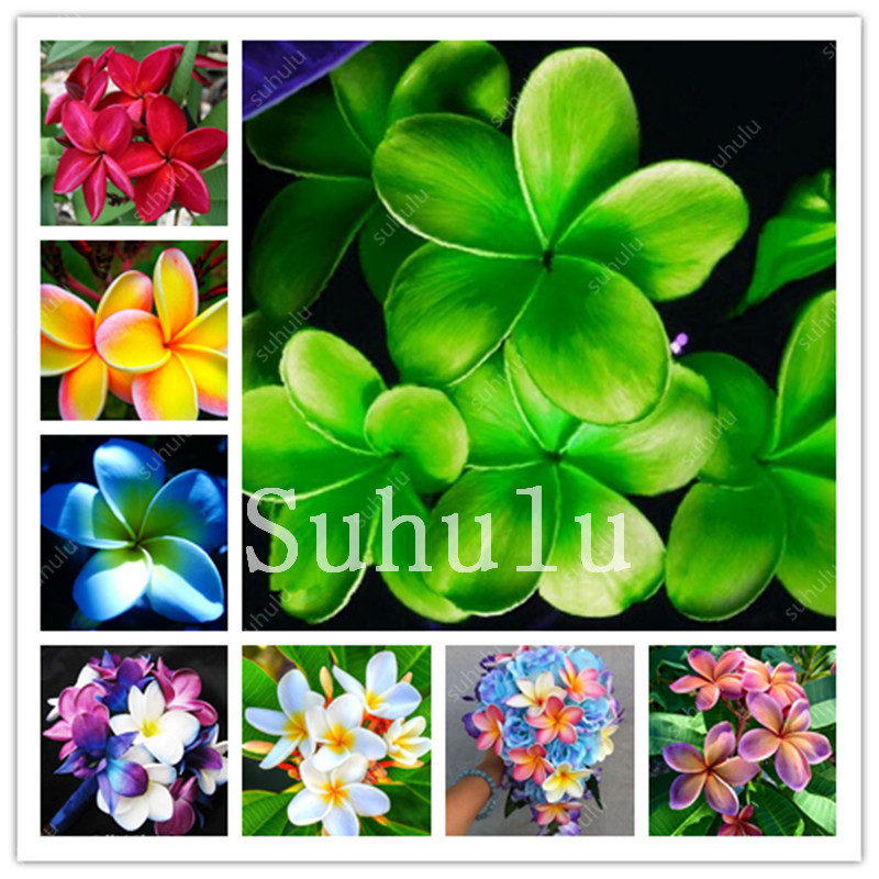 

500 pcs Mixed Colors Frangipani Plumeria Rubra Flower Flores, Perennial Bonsai Plant For Home Garden Planting Decoration Romance