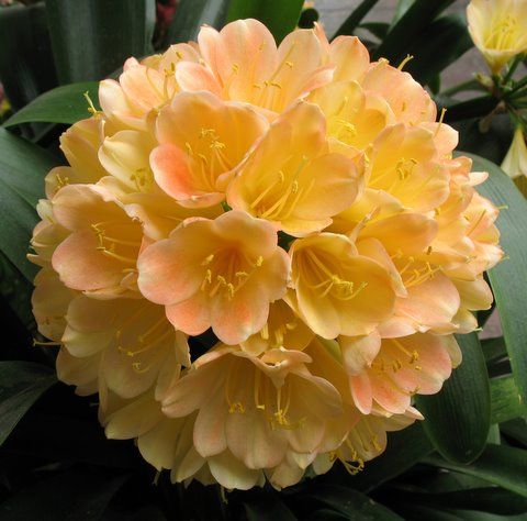 

Free Shipping 120 Pcs Clivia Seeds, Rare Color Chinese Clivia Flower Seed,Home Garden Plants Bonsai Seed Semente Decorative Christmas Gift