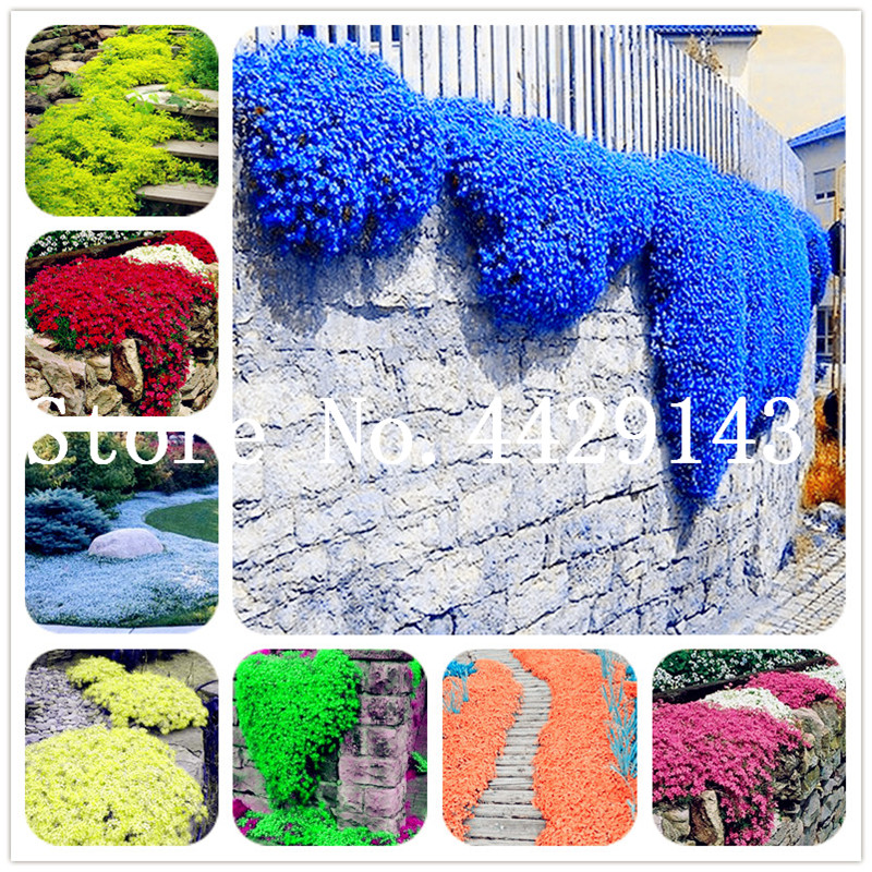 

100 Pcs Rare ROCK Cress Bonsai Climbing plant seeds Creeping Thyme Plant Perennial Ground cover flowers for home garden decoration flowers