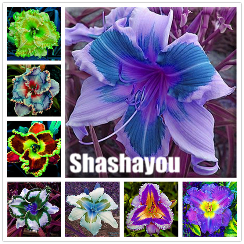 

200 pcs/ bag Hybrid Daylily Flowers seeds Bonsai Hemerocallis Lily Outdoor & Indoor flower Plant Home Garden Supplies for Flower Pot