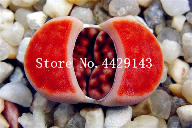 

200pcs/bag Seeds rare succulent planter bonsai mix lithops bonsai Pseudotruncatella Living Stone bonsai garden succulents-plants pot