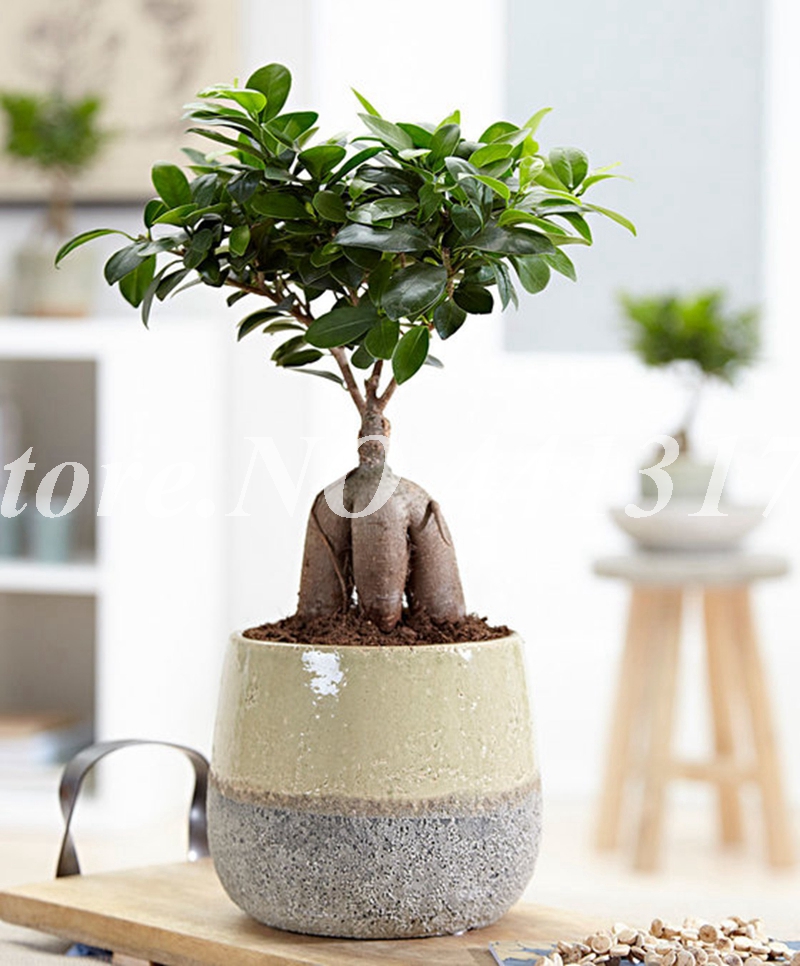 

Artificial Flower Planters 50 pcs Ficus Lyrata Purify The Air Absorb Harmful Gases The Germination Rate 95% Decorative Landscaping Natural Growth Variety of Colors