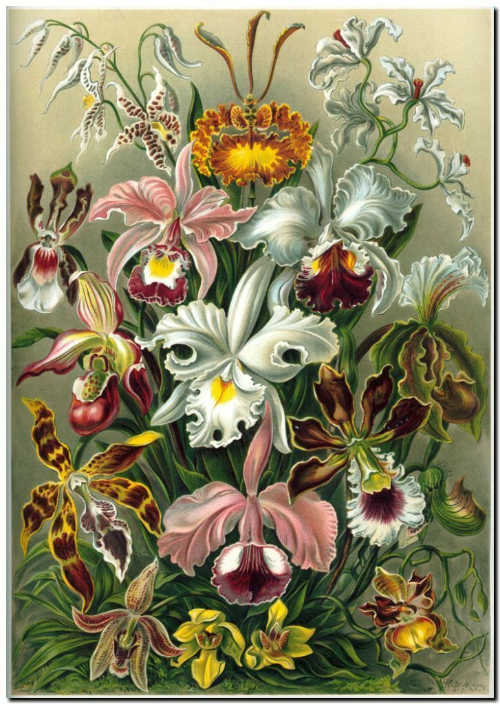

ERNST HAECKEL Nouveau Orchid flower Orchidae Home Decor Handpainted &HD Print Oil Painting On Canvas Wall Art Canvas Pictures 191118