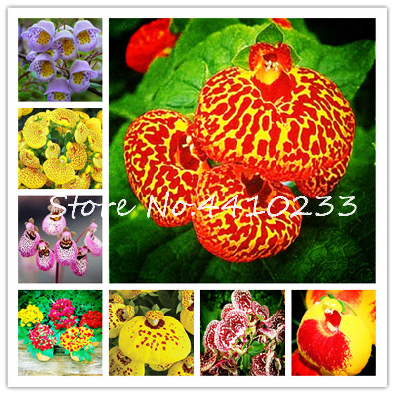 

200 Pcs New Type Perennial Japanese Calceolaria Bonsai plant seeds Rare Phalaenopsis Orchid Flower bonsai For Indoor Plant Ornamental Bonsai