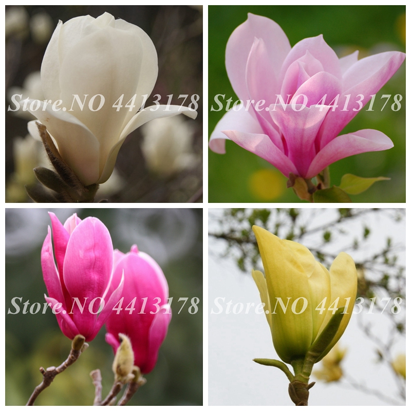 

20 Pcs/ Bag Seeds Exotic Magnolia Flowers Bonsai Beautiful Tree Potted Easy Grow Blooming Flore For Home Garden DIY Ornamental Plant