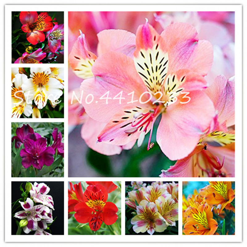 

200 Pcs Seeds Bonsai Hot Peruvian Lily Bonsai Alstroemeria Flower Mix-Color Beautiful Flower For Home Garden Plants Free Shipping