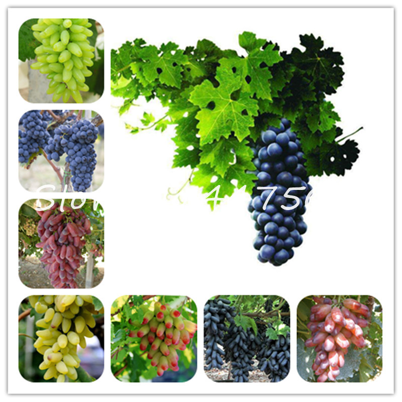 

50 Pcs Gold Finger Grape Bonsai plant seeds Fruit Perennial Vine Herb Succulent Plants Juicy Non-Gmo Delicious Fruit Bonsai Garden Supplies