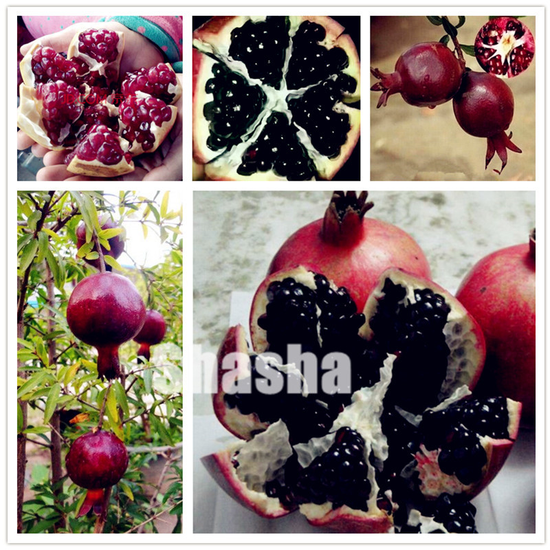 

100 pcs/bag Rare Black Pomegranate bonsai seeds Chinese big pomegranate delicious fruit for home garden indoor Or outdoor fruit tree
