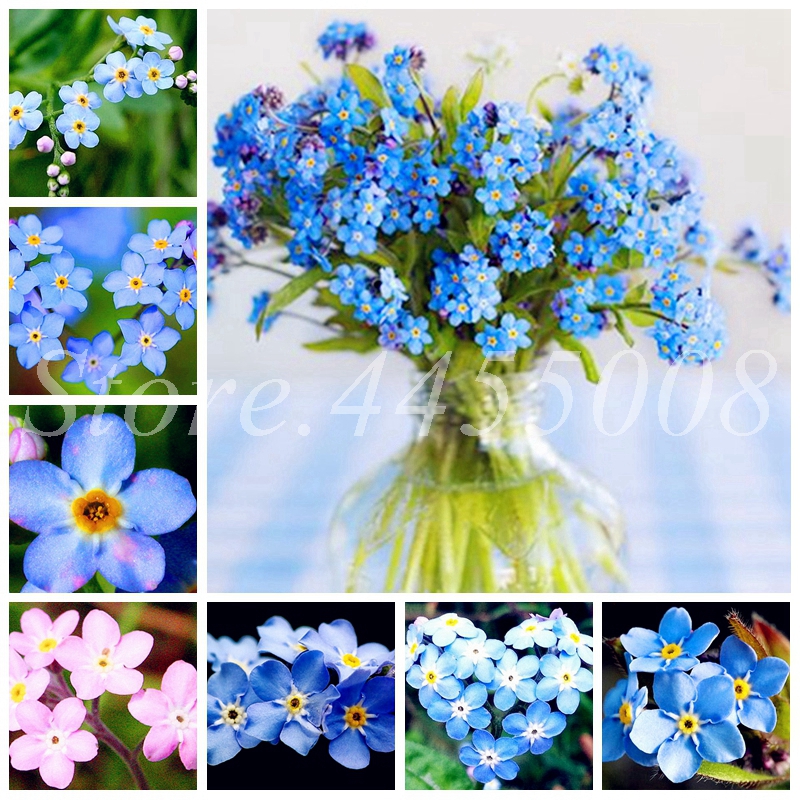 

200Pcs Seeds True Bonsai Mixed Myosotis Sylvatica Flower Perennial Plant Outdoor Home Garden Blooming Flore Potted Do Not Forget Me