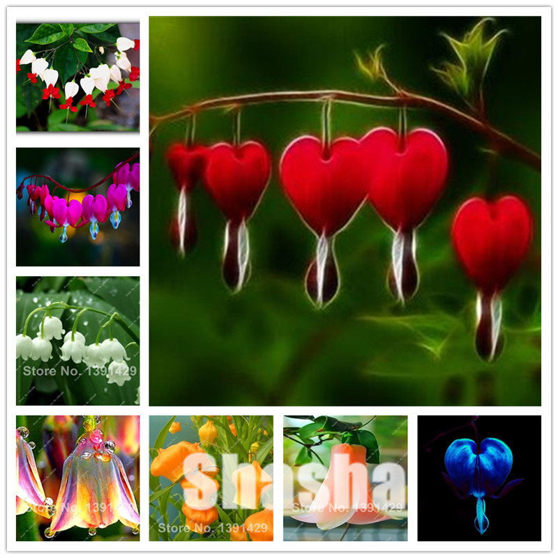 

Mini Indoor Bonsai 120 Pcs Import Bell Orchid flower,Windbell Orchids, Rare Precious Flowers! Home Gardening DIY Potted Plant