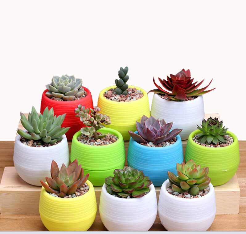 

Korean succulents small flower mini stone pill pots Rainbow pots pp resin plastic lazy pots