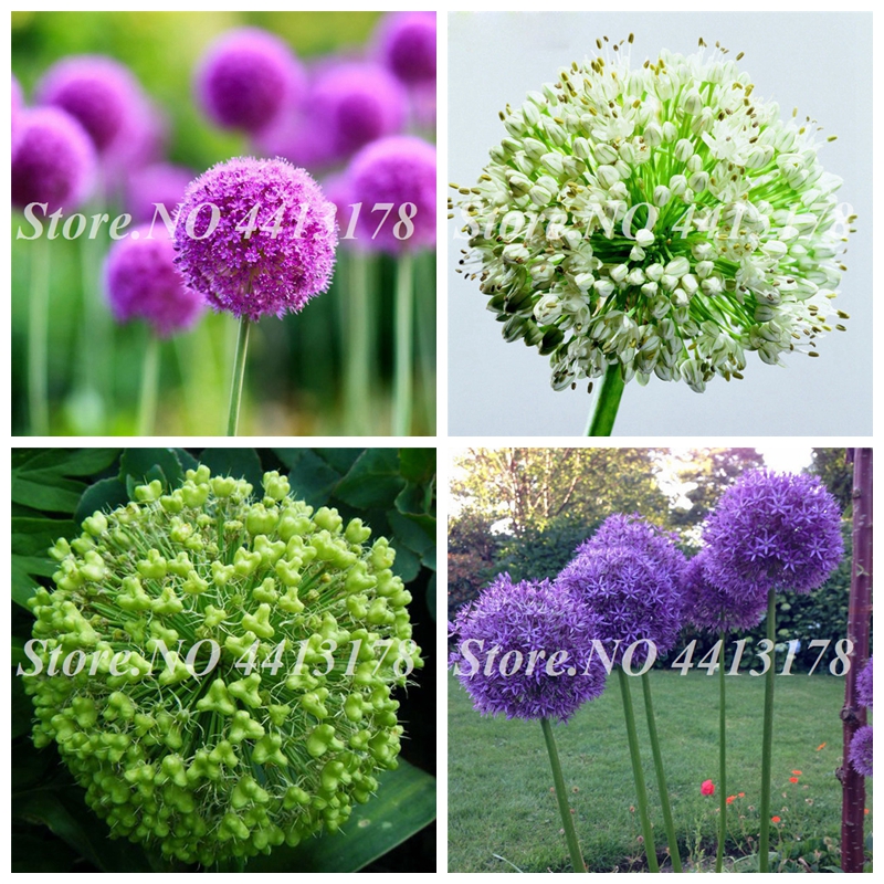 

200pcs Seeds Purple Giant Allium Giganteum Mixed Colors Beautiful Bonsai Flower Plant Perennail Potted Plants for Home Garden Planting