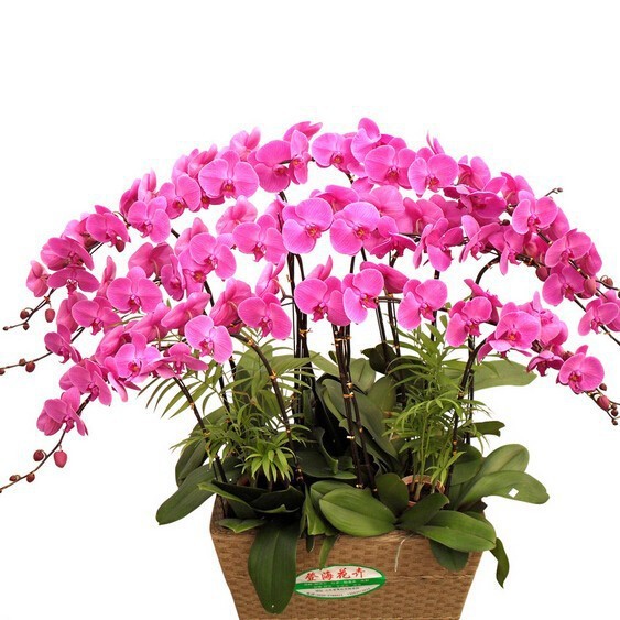 

Hot Sale Rare Phalaenopsis Seeds,Cymbidium Orchid Balcony Seeds Bonsai Garden Flower Seed Orchid Semente Decorative 120 Pcs Free Shipping