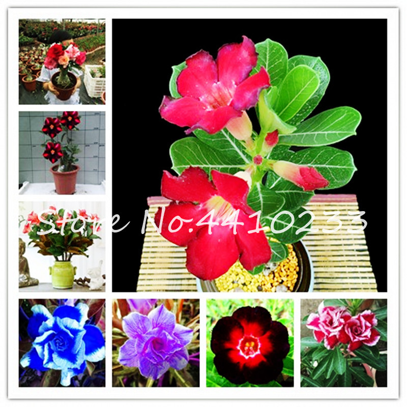 

Bonsai 10 Pcs/Bag Multicolor Desert Rose Bonsai Garden Home Pot Balcony Flower Adenium Obesum Succulent Bonsai Flower Pots Plant