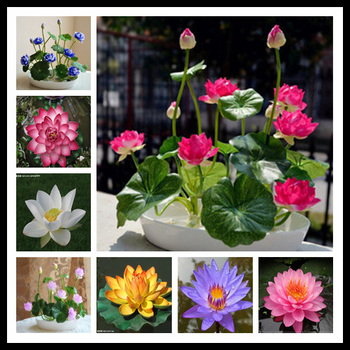 

5 Pcs/Bag Lotus Flower Lotus Bonsai Aquatic Plants Bowl Lotus Water Lily Bonsai Perennial Nymphaea Plant For Home Garden