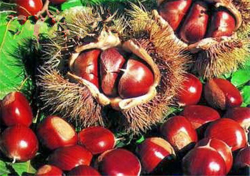 

Hot Selling Chinese Chestnut Seeds Nut Seeds Bonsai Plant Delicious Nutrition Fruit Tree Easy Grow Free Shipping 50 Pcs