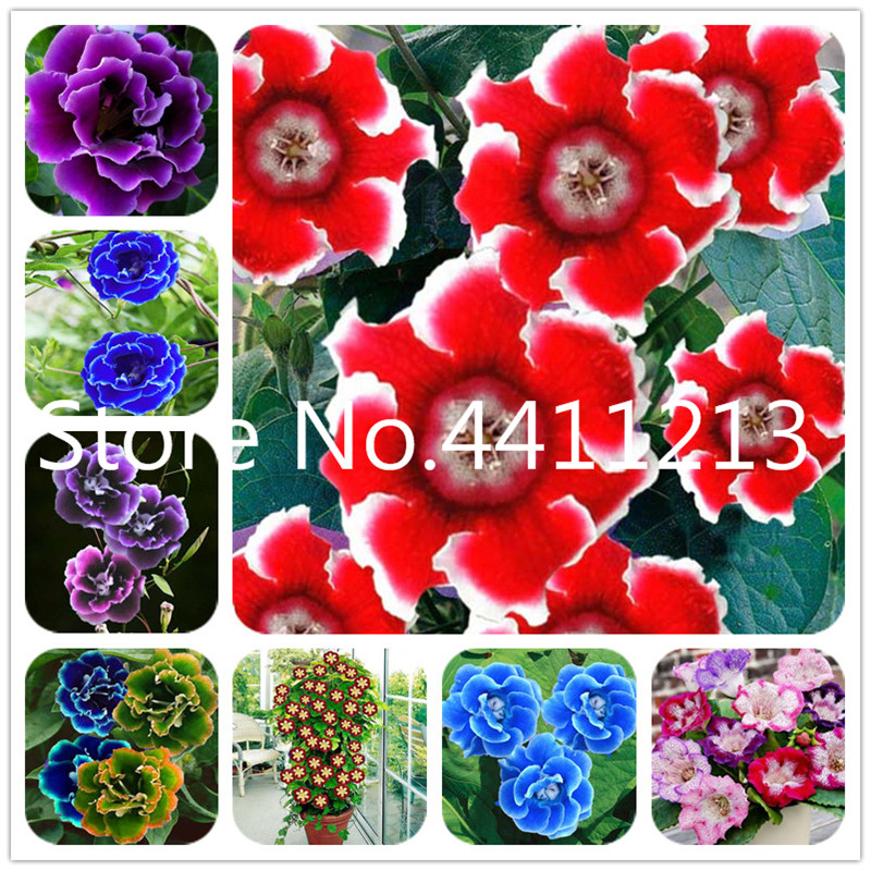 

Hot Sale 200Pcs Climbing Gloxinia Flower Perennial Flowering Bonsai Plant seeds Sinningia Speciosa Bonsai Balcony Flower for DIY Home Garden