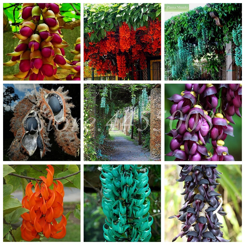 

Imported Seeds Bonsai Mucuna Pruriens Exotic Jade Vine Perennial Climbing Garden Flower Fragrant Potted Home Planting Easy Grow 20 PCS