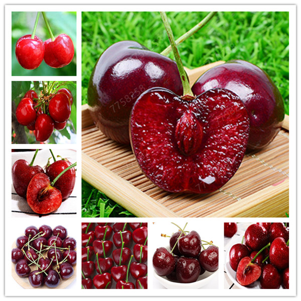 

20 Pcs bonsai Dwarf Cherry tree gaint Asilola Cherry fruit potted plants perennial Cerasus pseudocerasus fruit home garden plant