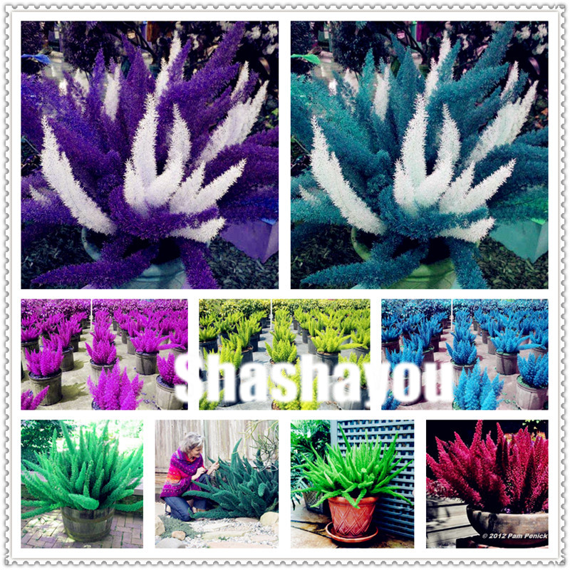 

Sales! 200 Pcs Seeds Rare Herbs Foxtail Fern Bonsai Bambu Blue Winter Bonsai Plants Ornamental Plant For Home & Garden Potted Plant