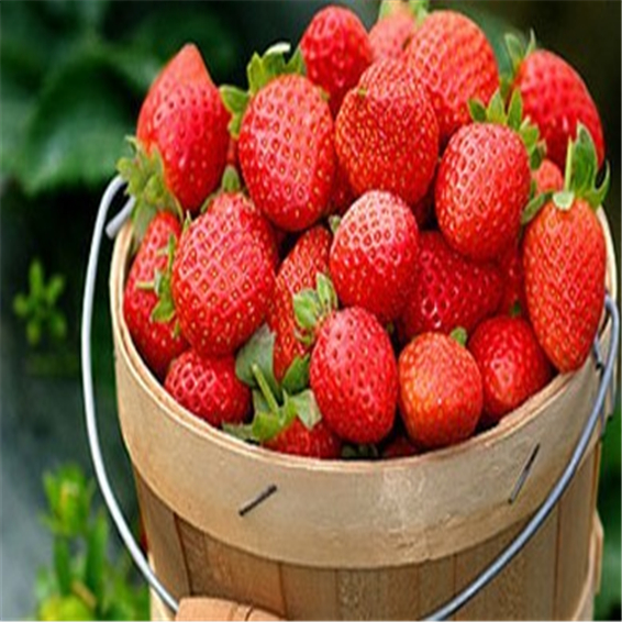 

100 Pcs Bonsai Strawberry tree Delicious Sweet Fruit bonsai Easy To Grow Outdoor Plant Beautiful Garden Flower Free Shipping
