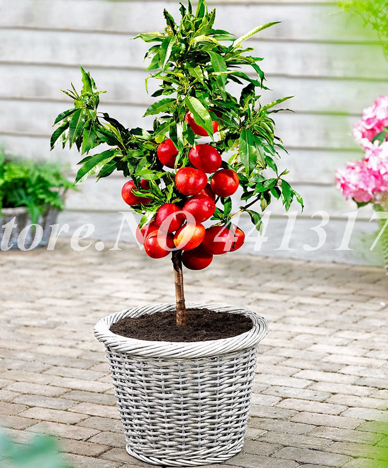 

10 pcs/ bag Seeds Exotic Nectarine Non-GMO Organic Sweet Cherry Peach Perennial Bonsai Potted Fruit Plant for Home Garden Pot Decor