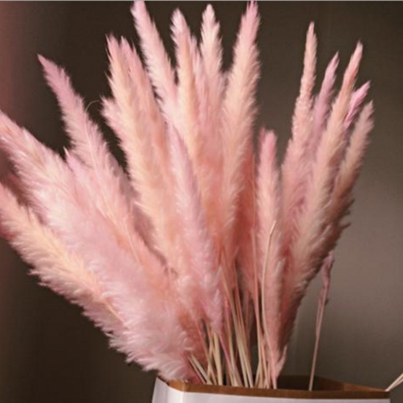 

15PCS Natural Dried Small Pampas Grass Phragmites Communis,Wedding Flower Bunch 40 to 68 cm Tall for Home Decor, Pink