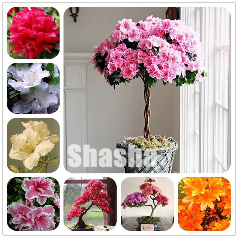 

100 pcs/bag Japanese azalea Bonsai seeds, rhododendron azalea,azalea flower Ornamental Bonsai tree DIY plant home garden Easy to Grow