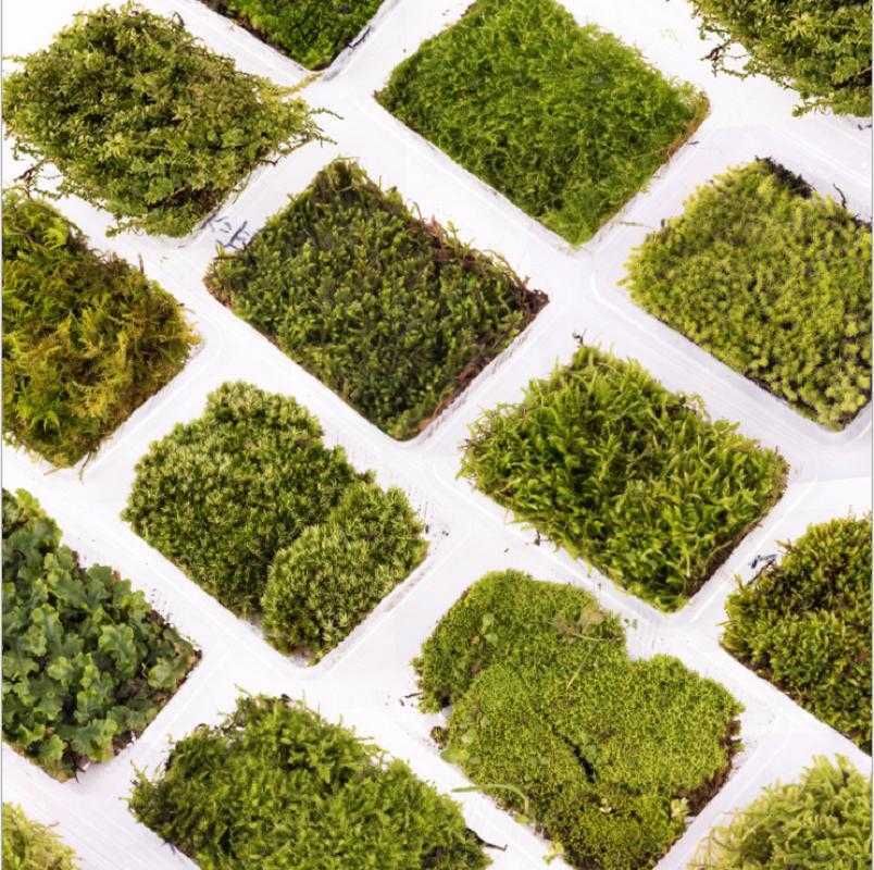 

Moss and Bryophyte Used In Micro Landscape Potted Landscape Decoration Simulation Platform Moss Pavement Decoration, Style 1