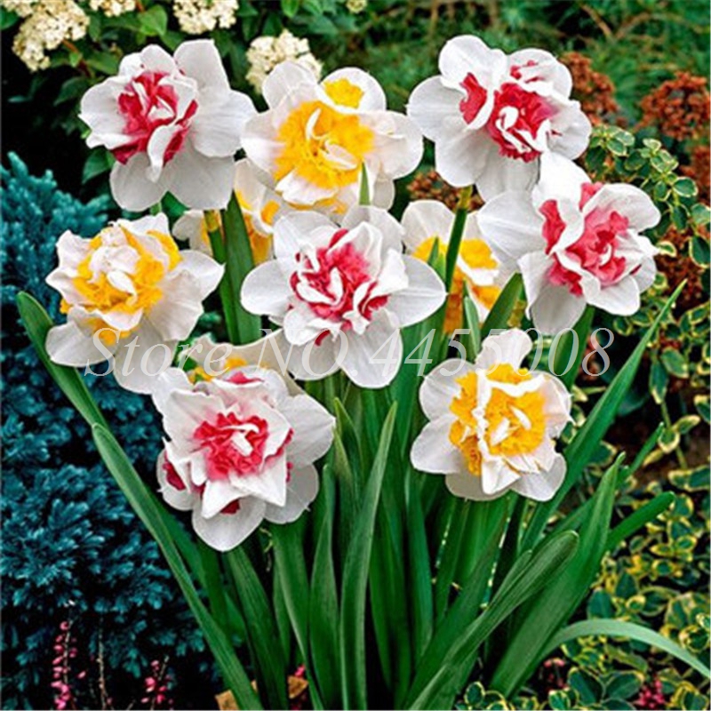 

200 pcs Seeds Blooming Narcissus Aquatic Plant Indoor Double Petals Daffodil Bonsai Potted Flower DIY Home Garden Radiation Absorption