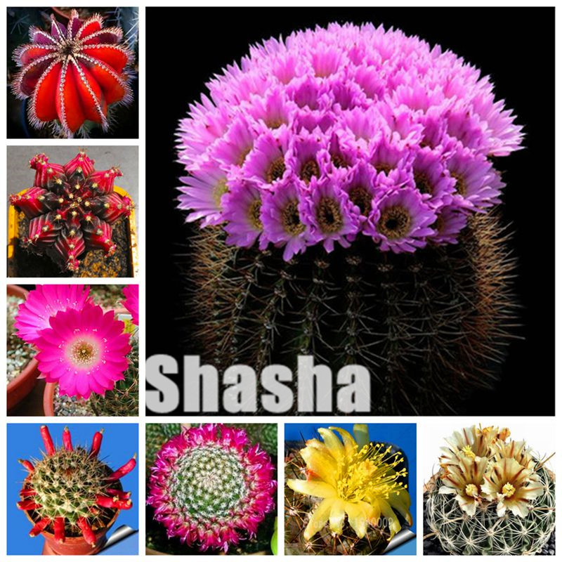 

Hot sale! 400 Pcs Seeds Succulent mini Cactus plants Lotus Lithops Bonsai Home Gardening Flower Pots Balcony flower prevent radiation