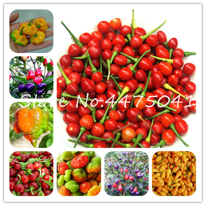 

200 Pcs Brazilian Cherry Chili Hot Pepper Bonsai plant seeds Organic Delicious Vegetables Carolina Reaper Hot Chilli Bonsai Outdoor Plant Po