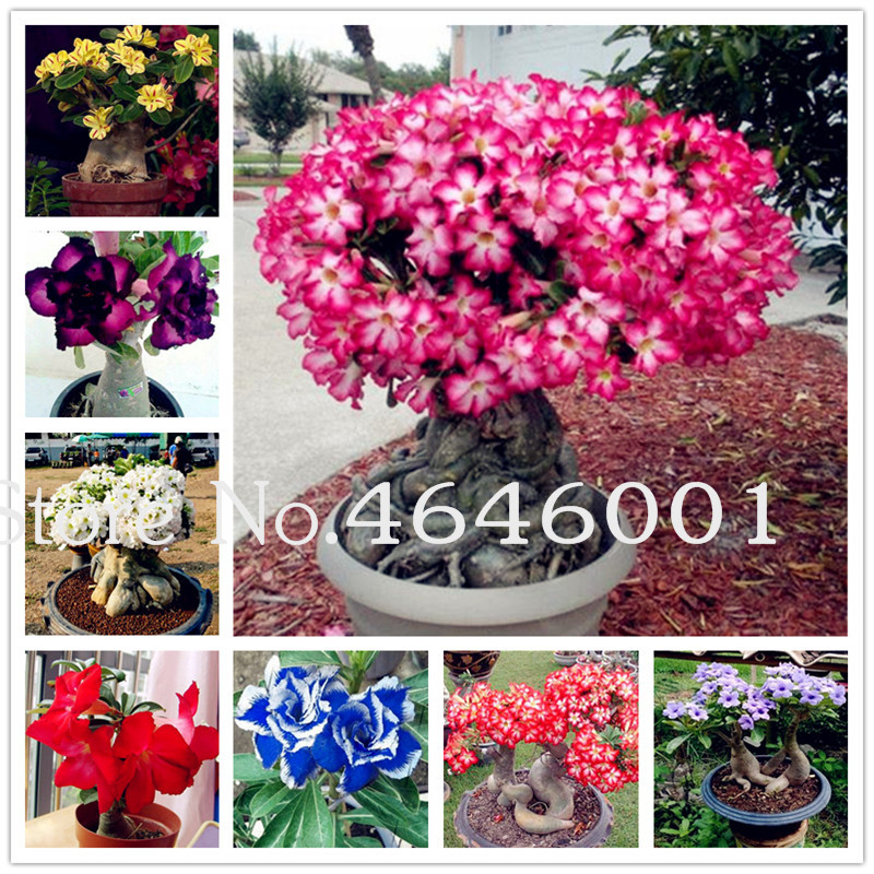 

10 Pcs/Bag Desert Rose plant seeds Potted Flowers Bonsai 100% True Air Purification Home Garden Potted Flower Ornamental adenium Plants