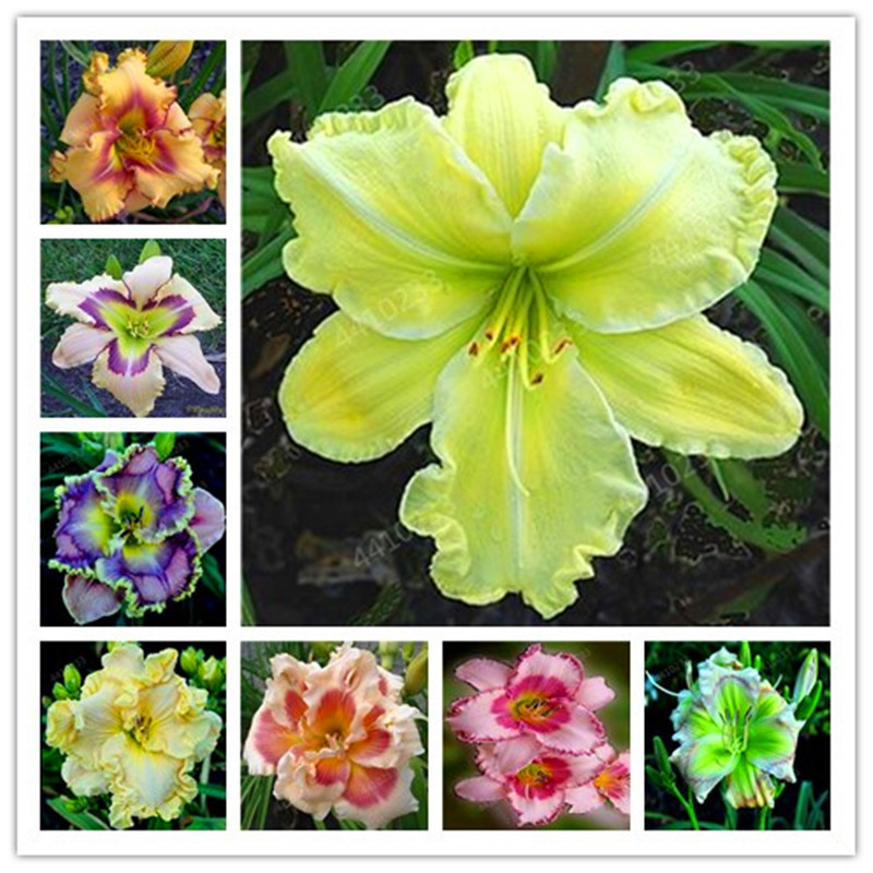 

Lowest Price! 100 Pcs Hybrid Daylily Flowers Bonsai Hemerocallis Lily Indoor Bonsai Home Garden Supplies Decor Cheap plant
