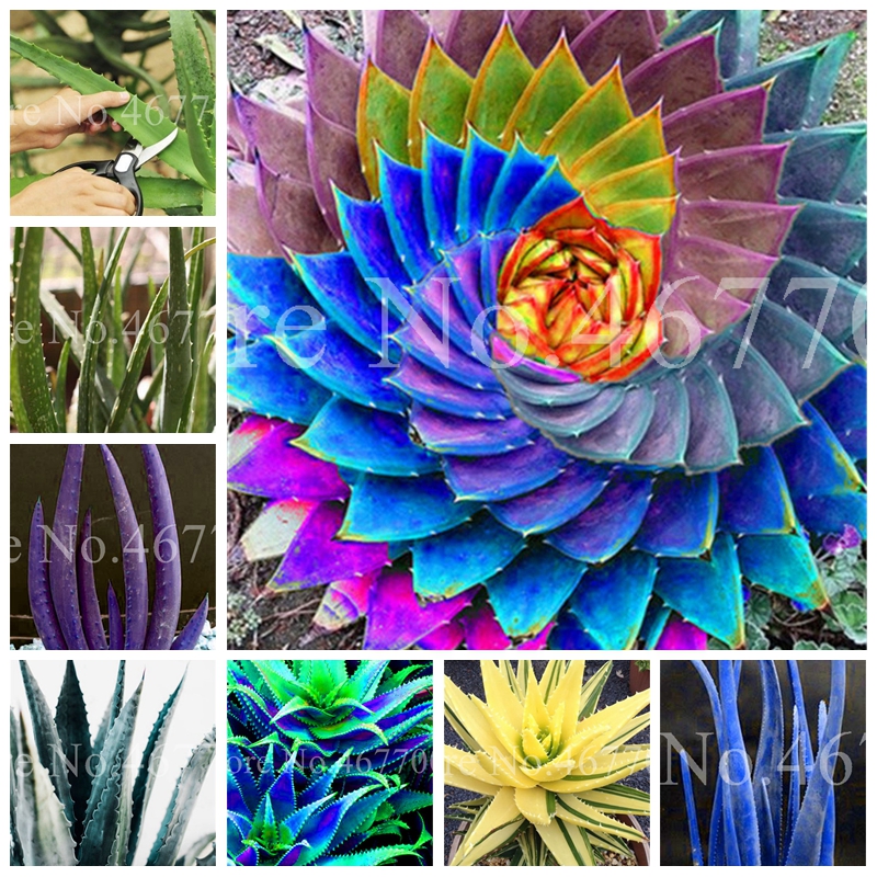 

Sale !200 Pcs Seeds Mixed Aloe Vera Plants Edible Beauty Outdoor Vegetables & Fruit Bonsai Herb Tree Plants For Home & Garden Flower