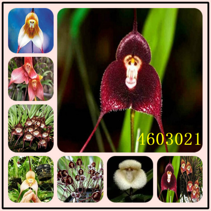 Home Garden Black Monkey Face Orchid Seed Garden Flowers Seeds Face Dragons 100 Pcs New 19 Other Seeds Bulbs Adsmoh Org Ng Home Garden Black Monkey Face Orchid Seed Garden Flowers Seeds Face Dragons 100 Pcs New 19 Other Seeds Bulbs Adsmoh Org Ng