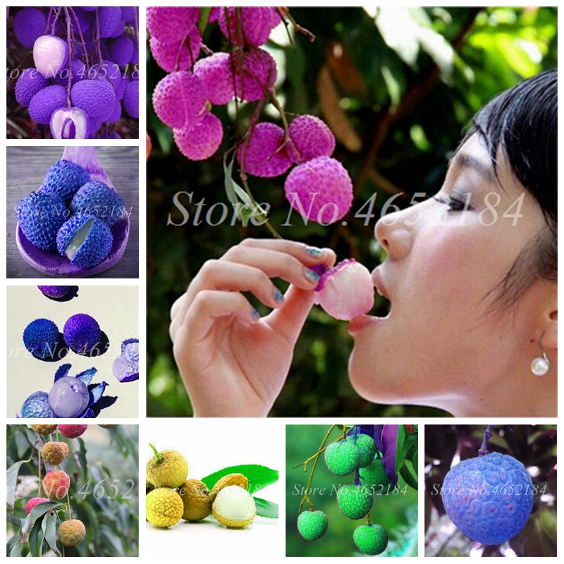 

100% True Lychee Bonsai Tropical Fruit Tree Plant Mix Juicy Outdoor Litchi Planta for Home Garden Flower Pot Planter 10pcs / pack Seeds