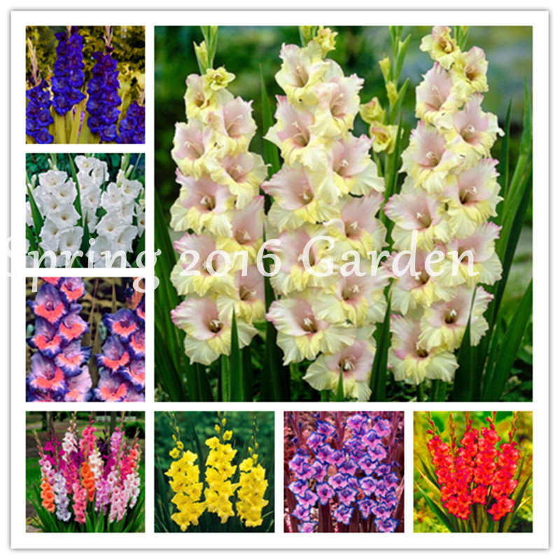 

300 Pcs Multi-Color Gladiolus Flower Bonsai seeds, 97% Germination,DIY Aerobic Potted,Rare Garden Indoor Aerobic Gladiolus Flower flore