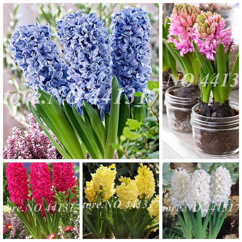 

200 Pcs Hyacinthus Seeds Orientalis Bonsai Perennial Rare Hyacinth Potted Bonsai Balcony Flower Flores Diy Home Garden Outdoor Plants