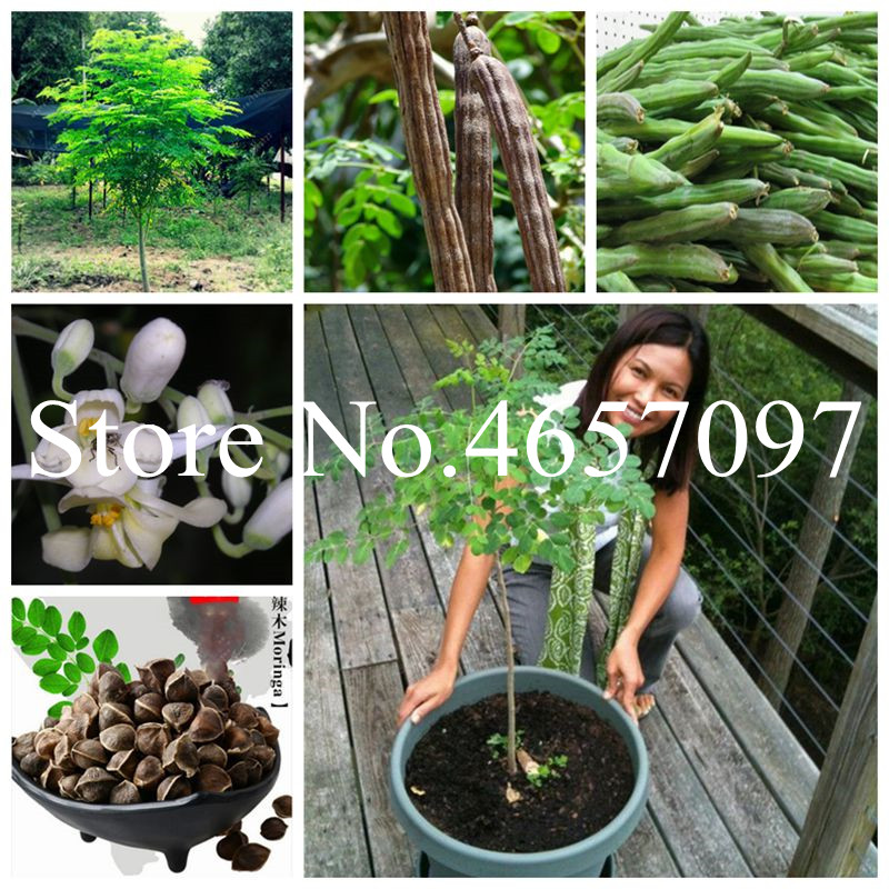 

plant bonsai flowers Potted gift, 5 Pcs/bag Indian Moringa bonsai