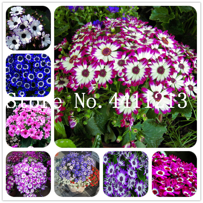 

500 pcs/bag Mixed color chrysanthemum Plants Beautiful Florists Cineraria Plantas Bonsai plant seeds Decoration flower DIY Home Garden