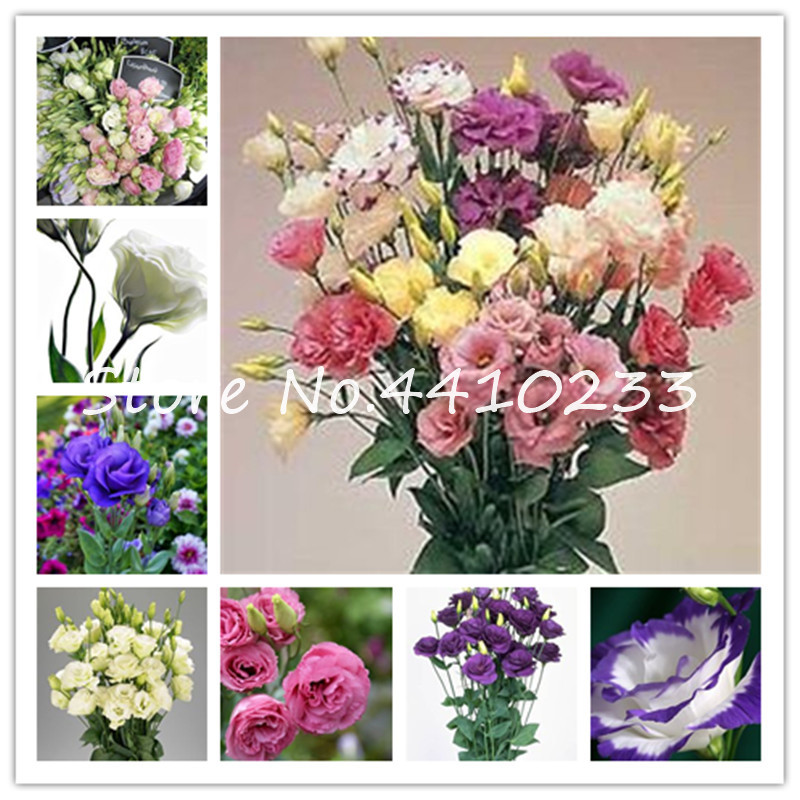 

200 Pcs Colorful Eustoma Bonsai plant seeds, Cheap Eustoma Bonsai Balcony Flower, Eustoma For Home and Garden Lisianthus For Pot Planters