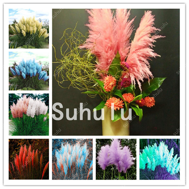 

Hot 1000 Pcs Pampas Grass Bonsai seeds, Patio Potted Ornamental Flower Flores For Home Cortaderia Grasses Selloana Plantas Garden Decor