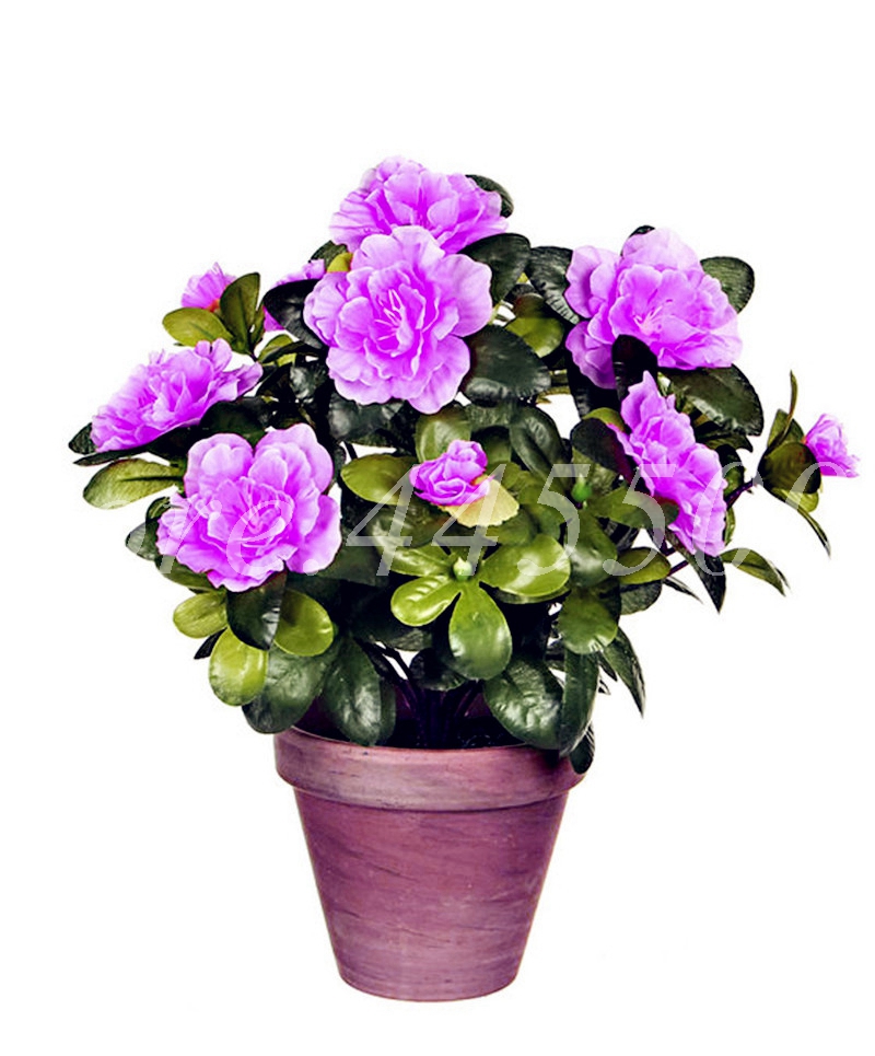 

100 Pcs/ bag Seeds Rare Bonsai Purple Azalea Plant DIY Home & Garden Looks Like Sakura Japanese Cherry Blooms Flore for Flower Pot