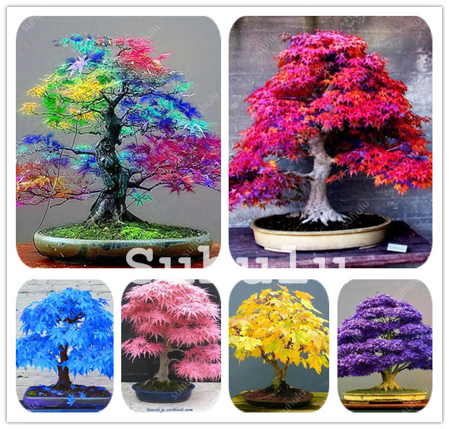 

100% True USA rare Rainbow Maple Plant Bonsai Tree seeds Pot Suit For Diy Home Garden Japanese Beautiful Multicolor Maple seeds 30 Pcs/bag