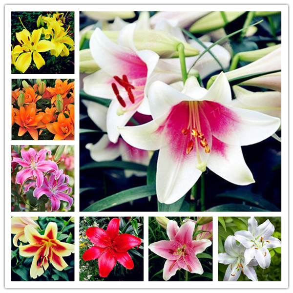 

200 Pcs Seeds Rare Lily Bonsai Not Bulbs Exotic Bonsai Lilium Flower Potted Pleasant Fragrance Plant For Home & Garden Flower