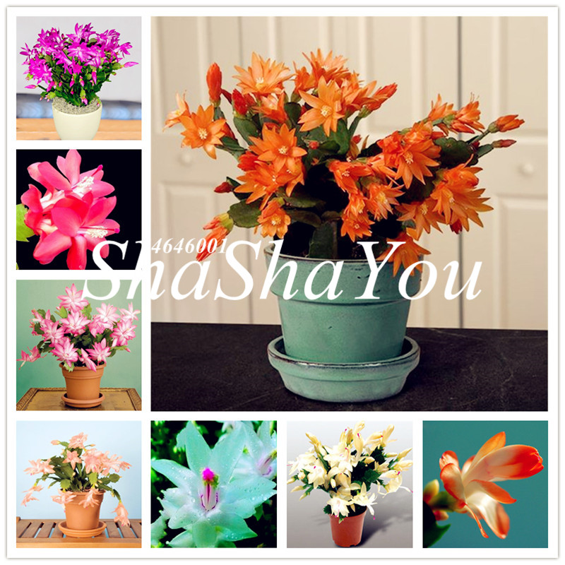 

200 pcs/bag Seeds schlumbergera flores Christmas cactus plant plantas,multiple color,bonsai plant for home and garden,easy to plant