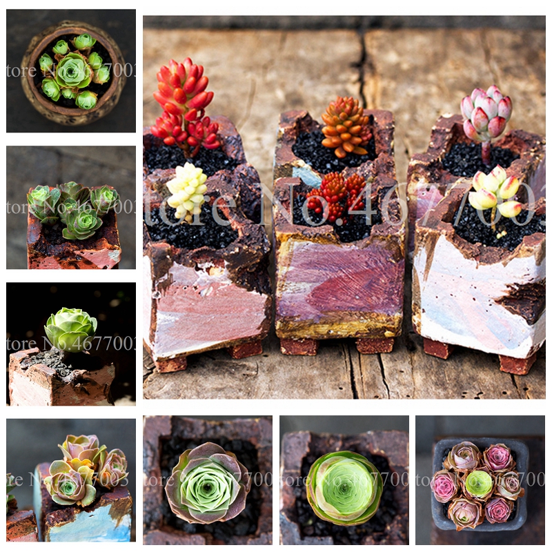 

200 Pcs Seeds Mountain Rose Bonsai Green Rose Garden Rare Succulent Potted Flower For Indoor Succulent Plants for Flower Pot Planter